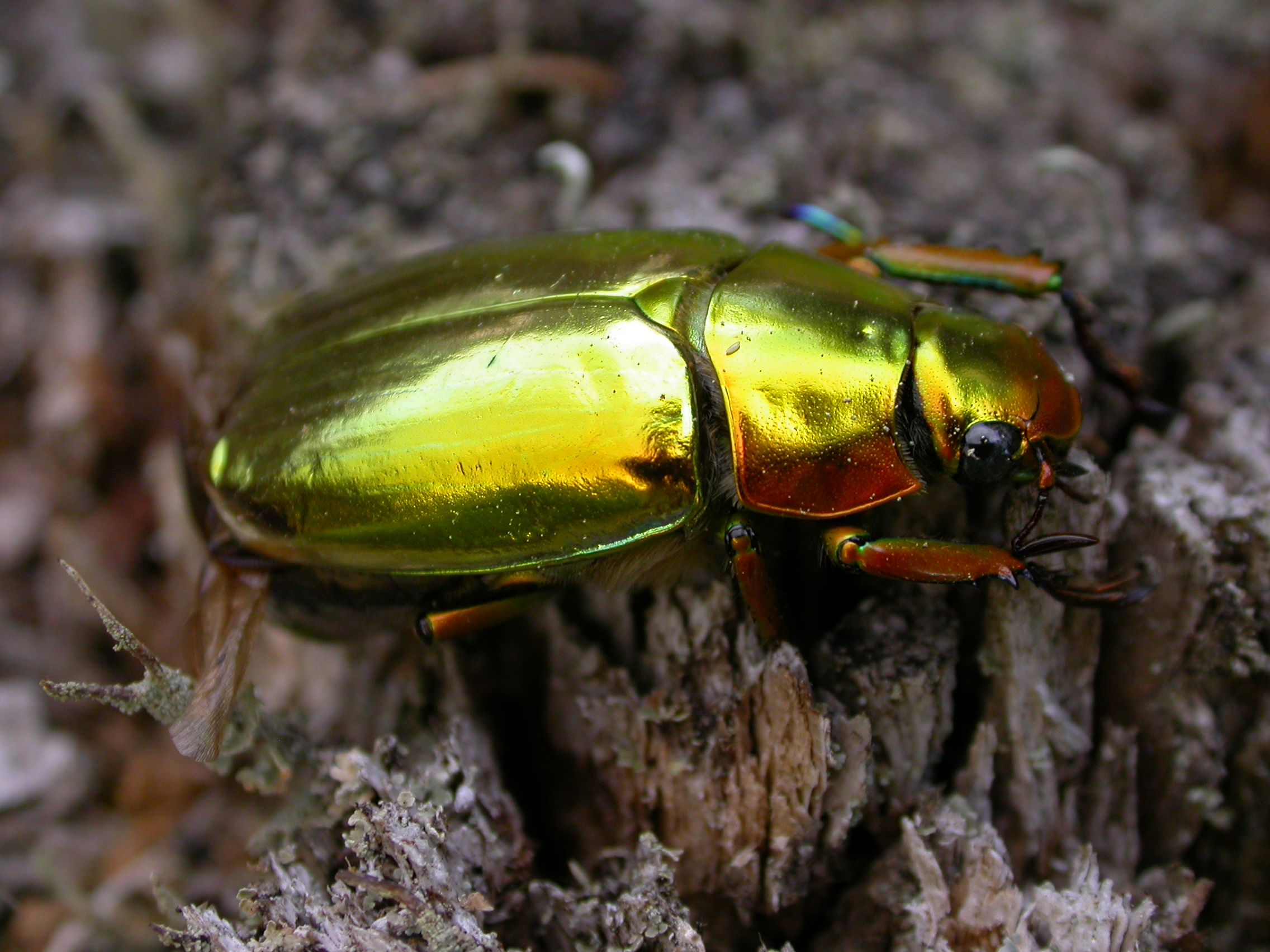 gold beetle 027