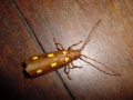 Anfibios de CR 169