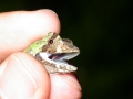 Anolis capito