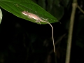 Anolis limifrons 1