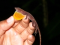 Anolis polylepis (1)