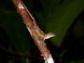 Anolis uniformis, Blue Hole N.P.