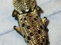 Bostrichidae mtve 1