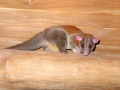 Caluromys derbianus