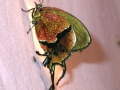 DSCN0917