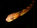Leptodeira septentrionalis