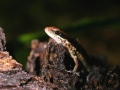 Sphenomorphus cherrei 5
