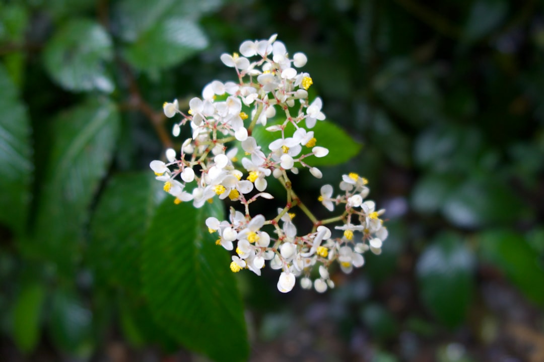 beautiful white flower in the forest