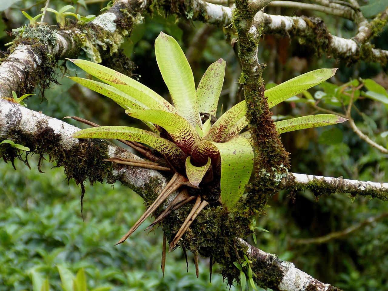 bromeliad, cloud forest, jungle, nature, south america, costa rica, forest, moss, plant, leaves, bromeliad, bromeliad, bromeliad, bromeliad, bromeliad, costa rica