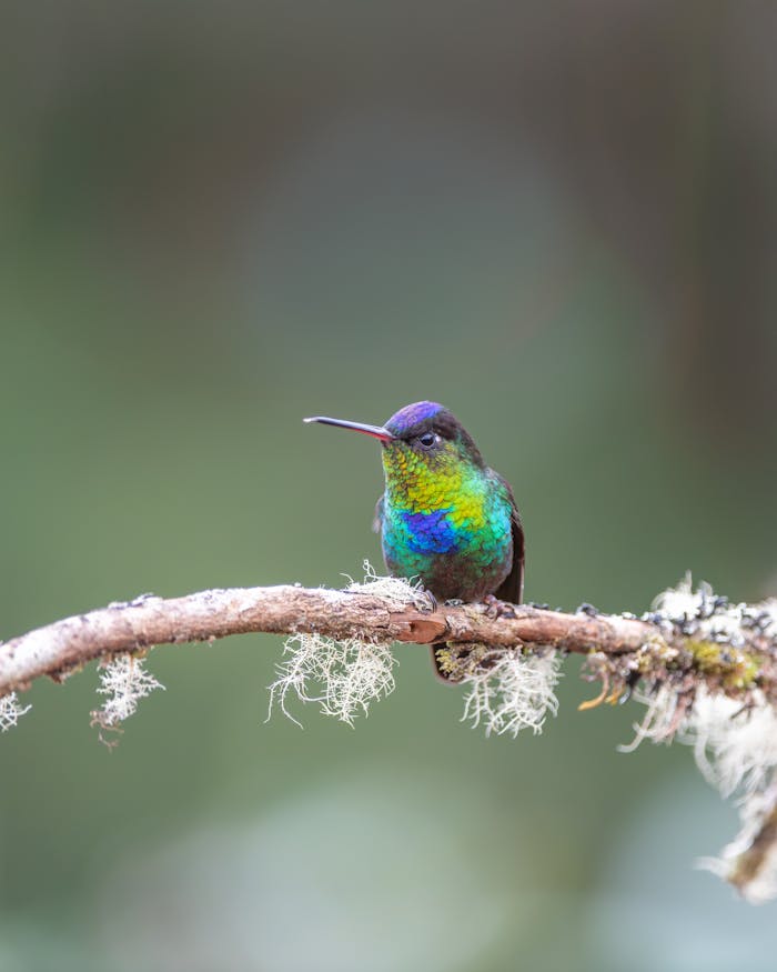 A vibrant hummingbird sits gracefully on a mossy branch in Costa Ricas lush landscape.