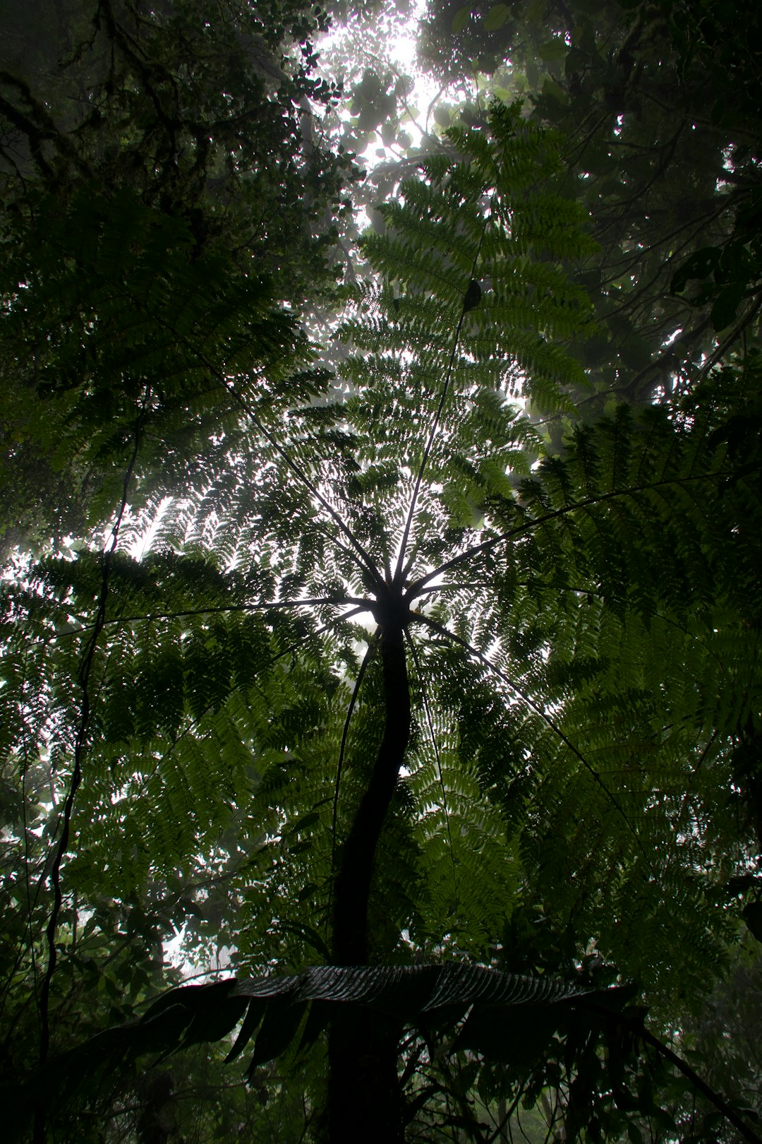 Jungle tree in costa rica