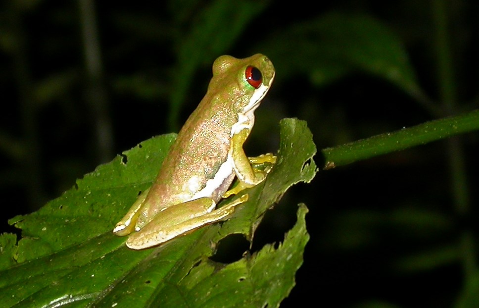 d. rufioculis 3
