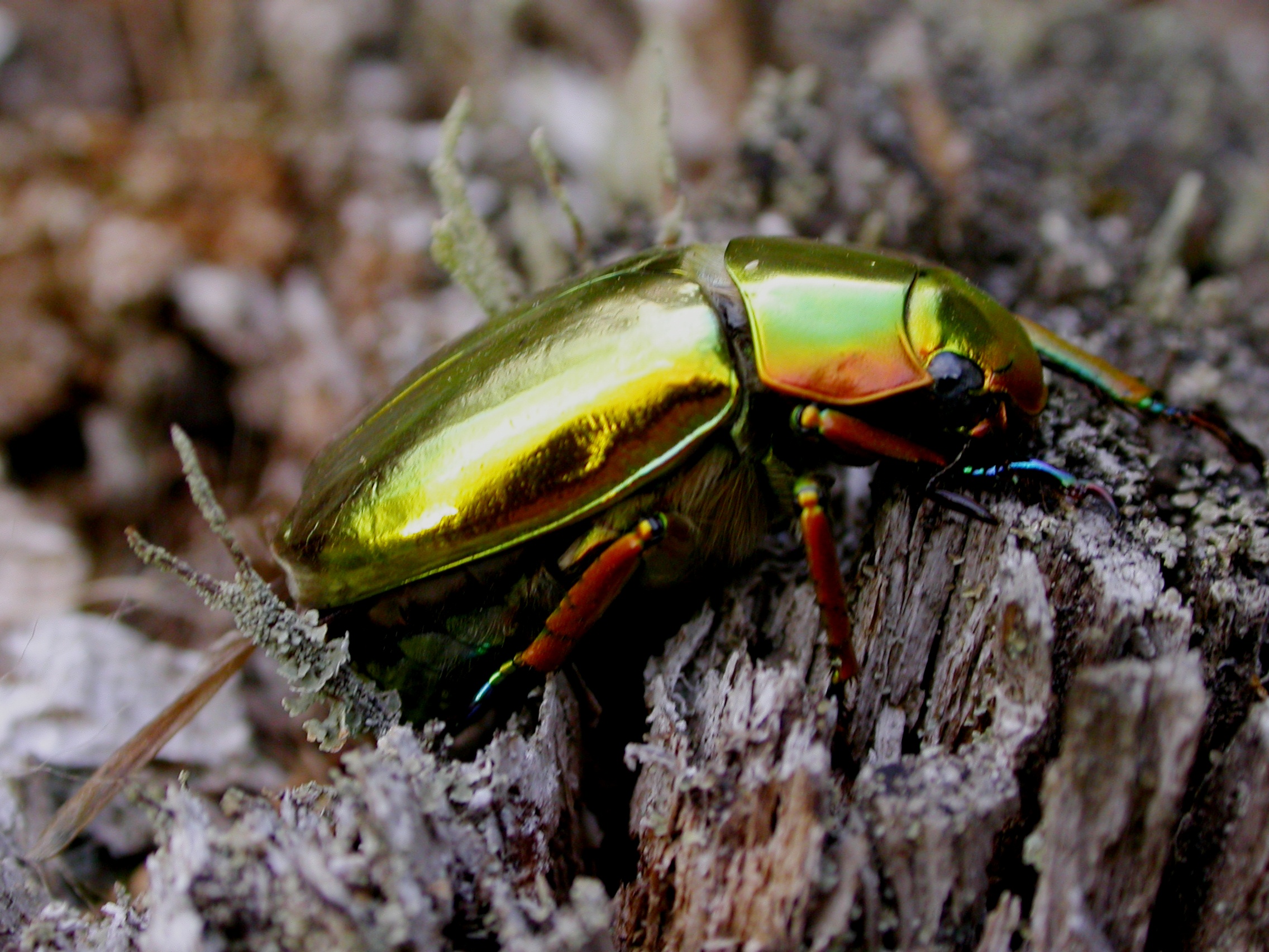 gold beetle 012