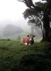 farm monteverde